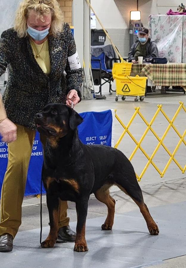 Wllslands Mile High Misty Mountainz CGC TT was Reserve WB to the major - Click for Larger View